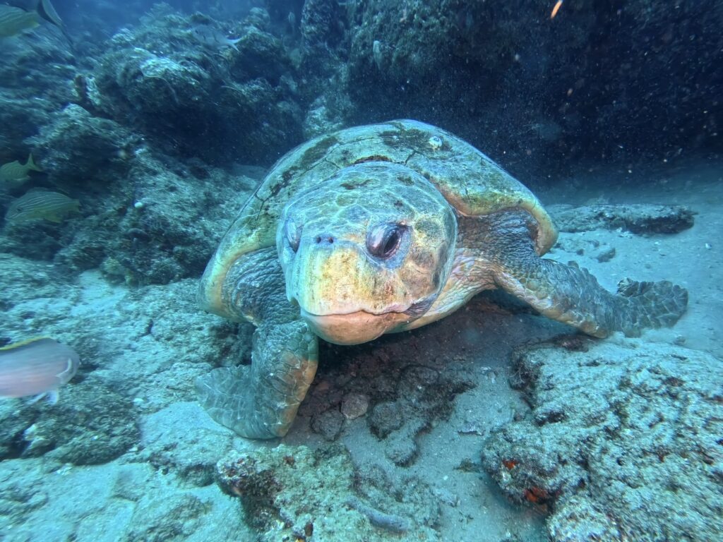 Your First Scuba Dive in South Florida: What to Expect, What to Bring, and What You Will Never Forget