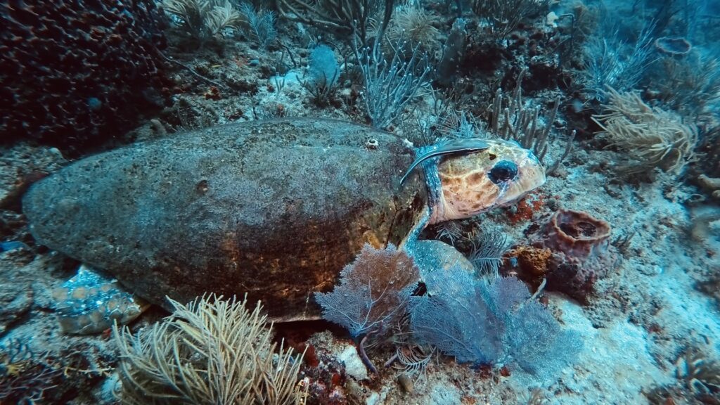 Blue Heron Bridge vs. Jupiter Drift Diving: Which Experience Is Right for You?