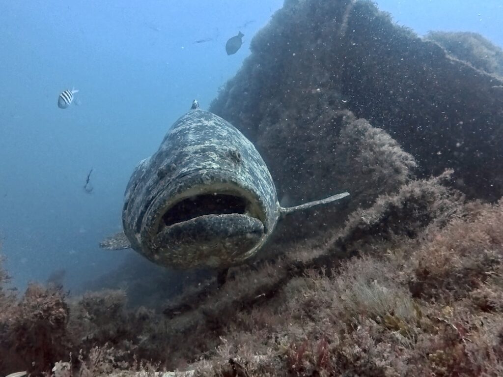 Goliath Grouper Season on the Treasure Coast: When, Where, and What to Expect